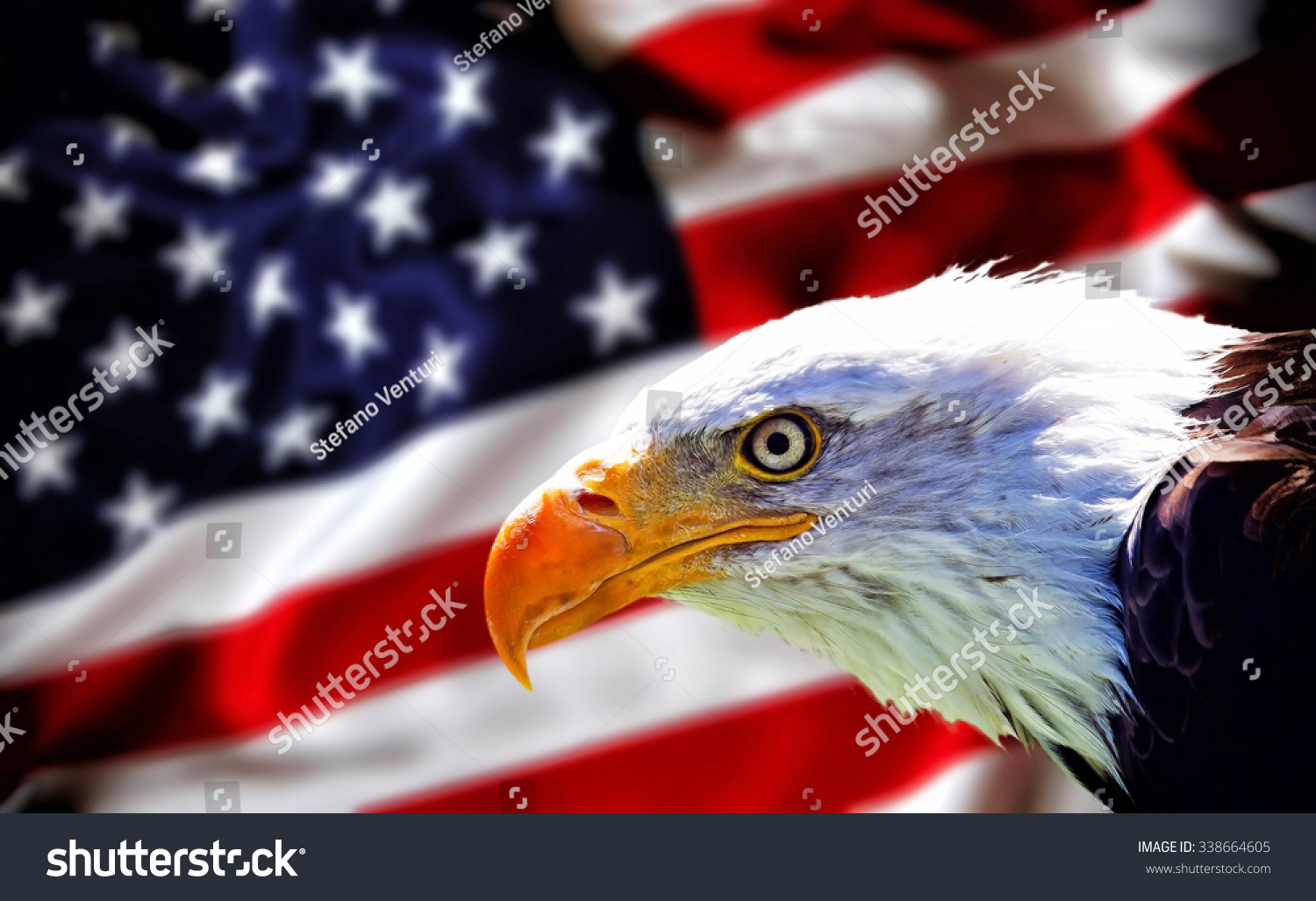 北美秃头鹰在美国国旗-壁纸背景模糊 - 动物\/野
