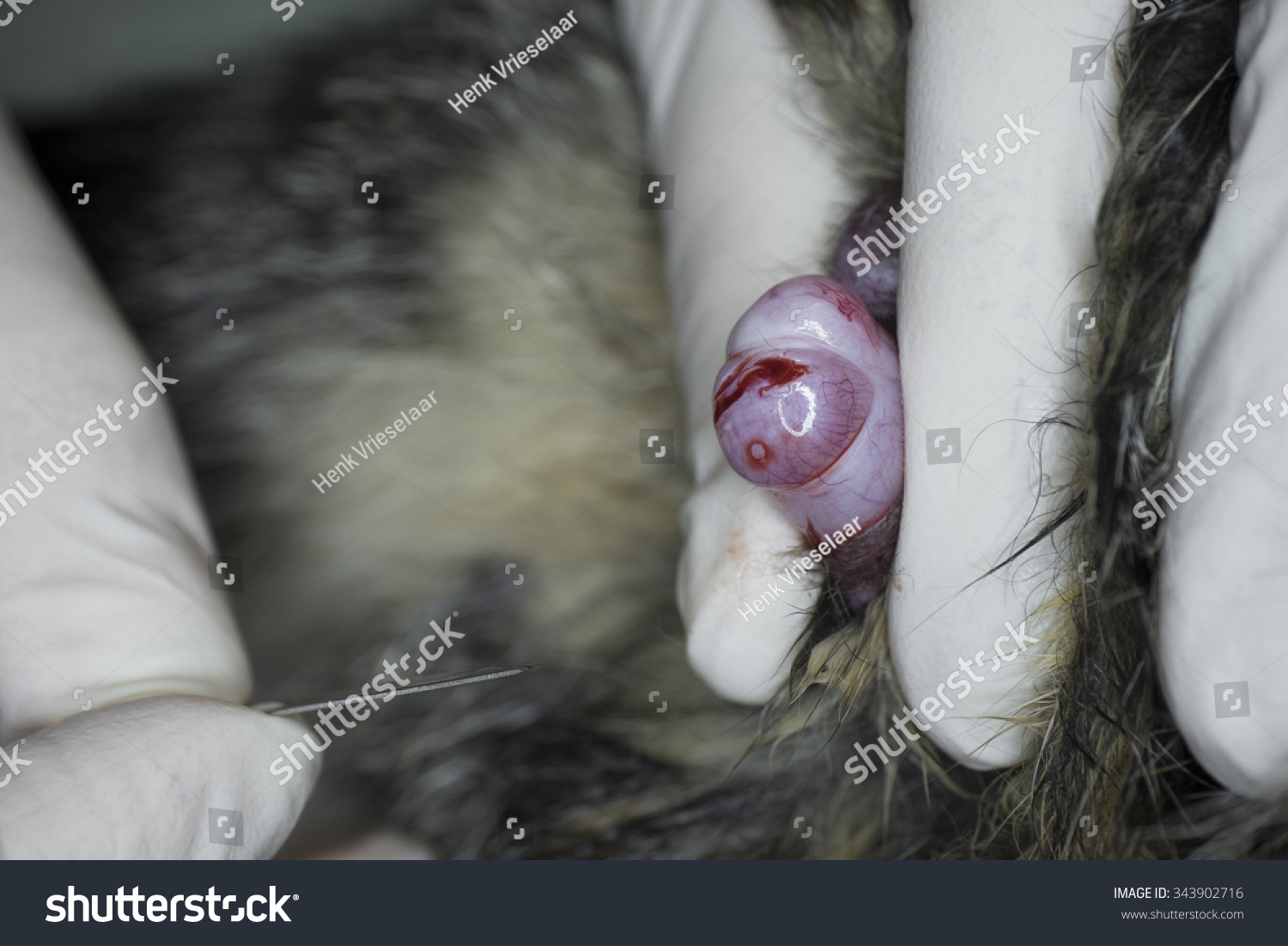 男性的睾丸阴囊出现在阉割的猫-动物\/野生生物