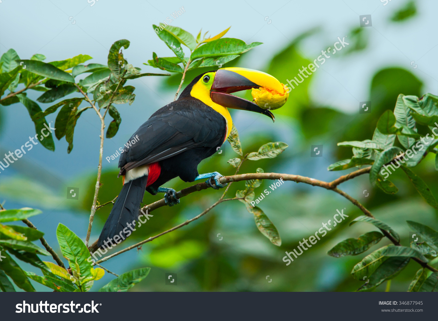 栗嘴鵎鵼(读音:驼空)(Ramphastos swainsonii)吃