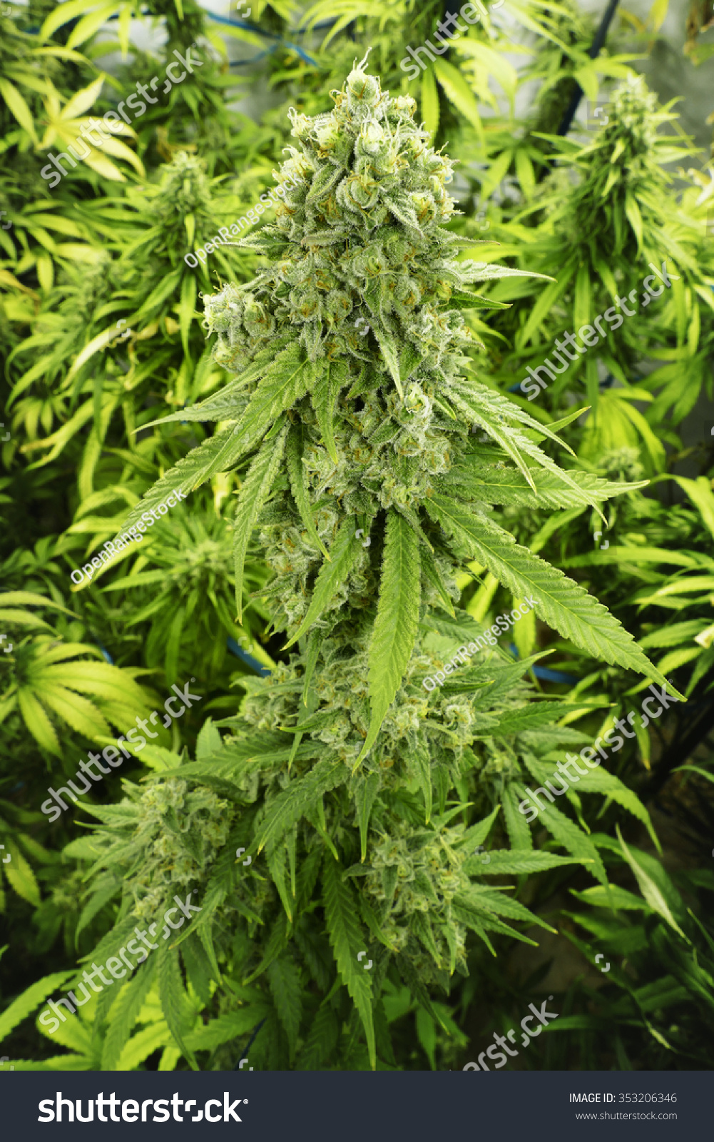 大大麻芽晶体大麻植物在室内农场-医疗保健,自