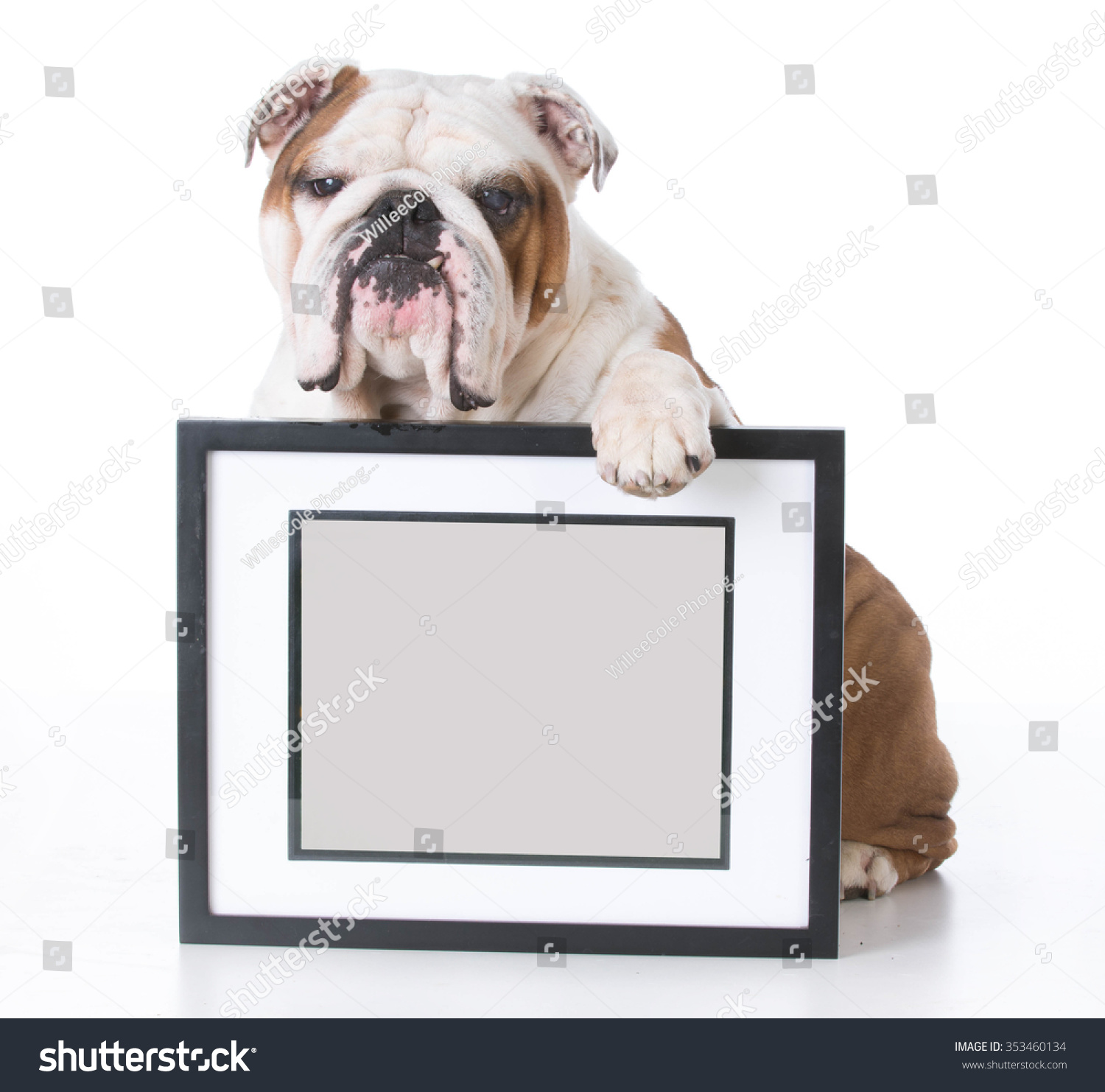 犬与空间举行相框copyspace白色背景-动物\/野
