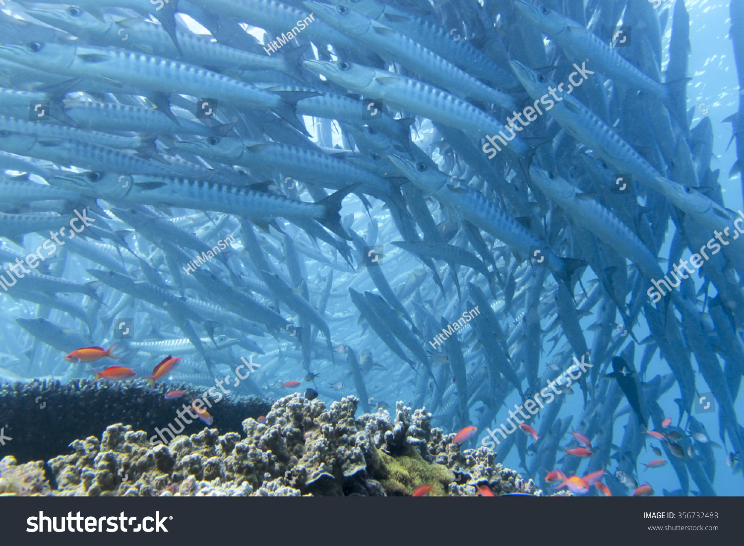 热带海洋珊瑚礁和植物与梭鱼的婴儿游泳在学校