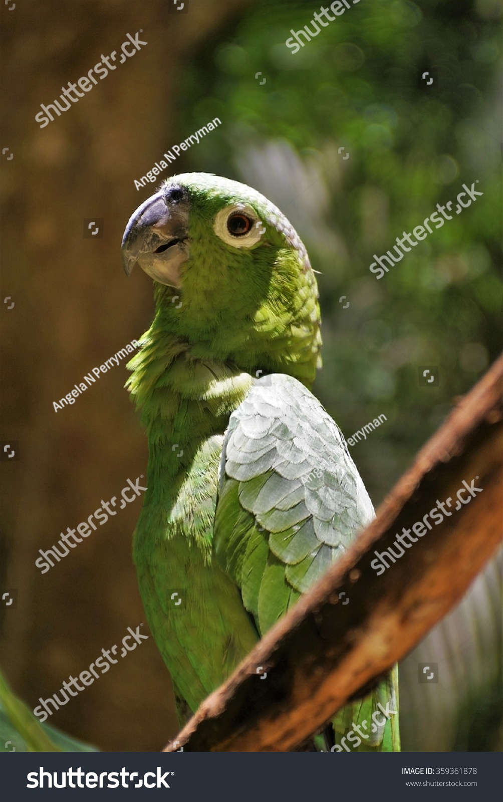 包括橄榄长尾小鹦鹉(Eupsittula娜娜)在洪都拉斯