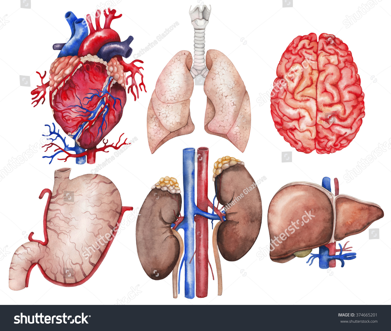 水彩解剖学集合。心脏、肺、大脑、胃、肾、肝