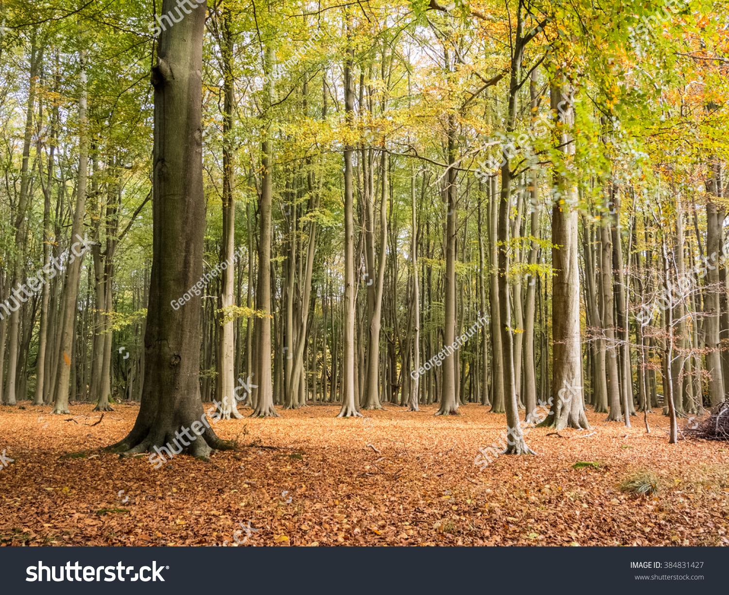 秋天的树木在森林一个英语下降黄褐色红叶地毯