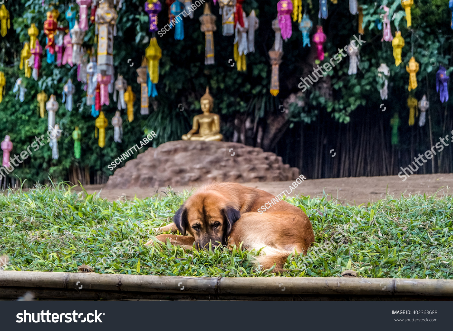 街头的狗是打瞌睡的金色佛陀在一些小knoll树下