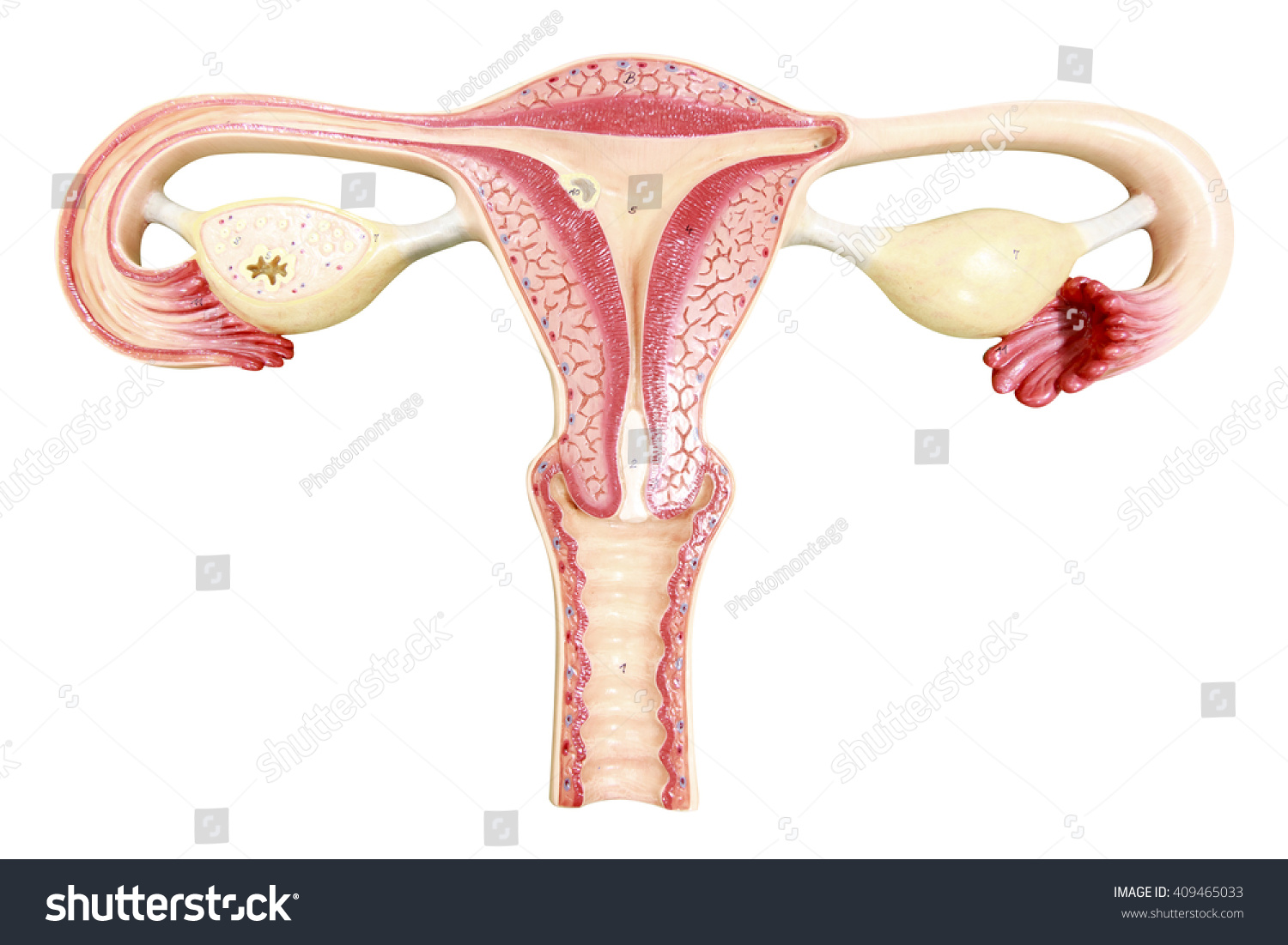 卵巢和子宫和输卵管的人类女性生殖与剪切路径