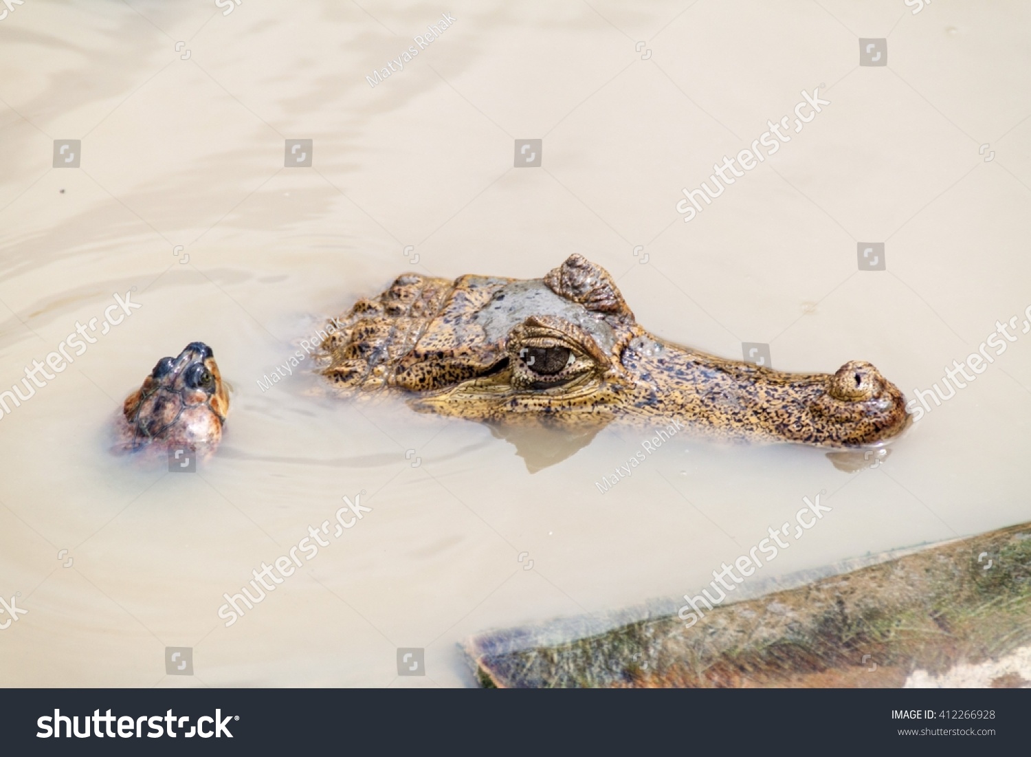 黄斑亚马逊河龟(Podocnemis unifilis)和戴了眼
