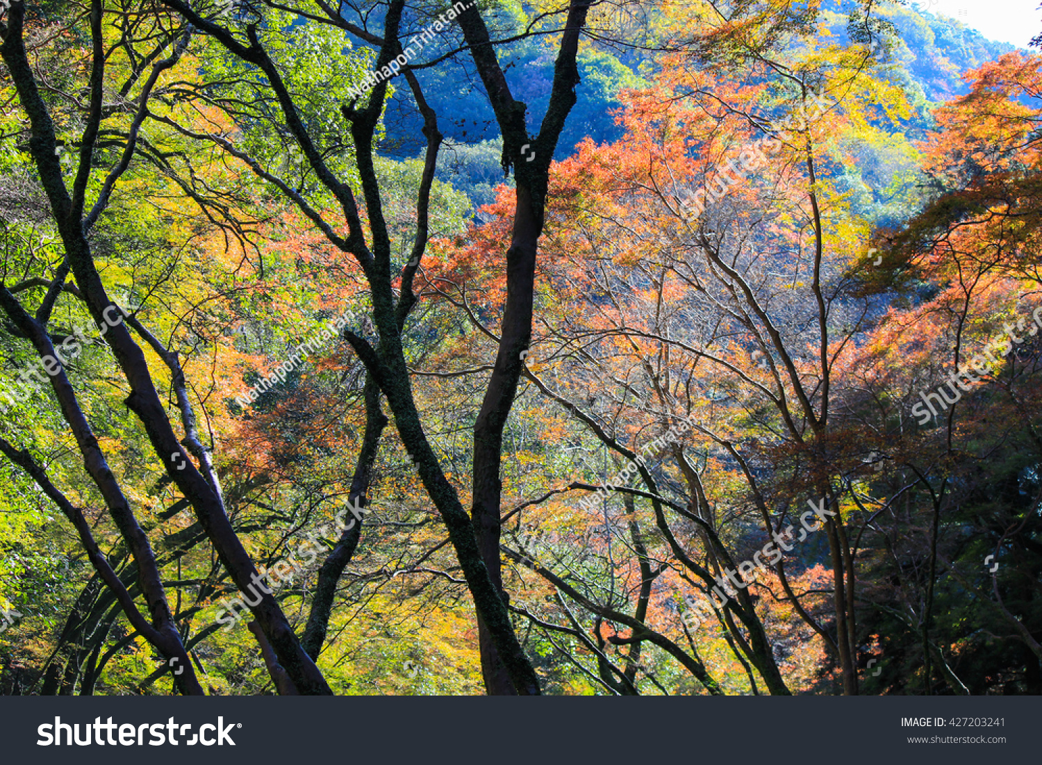 秋天树叶Minoo公园(森林山谷郊外的大阪,日本