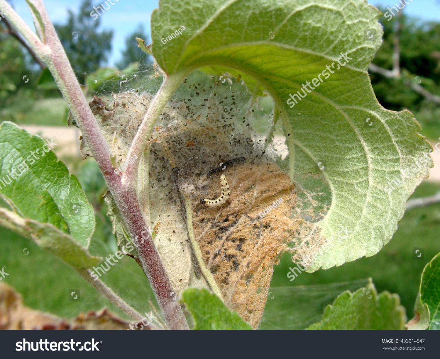 Yponomeuta malinellus或苹果貂蛾幼虫在其网络
