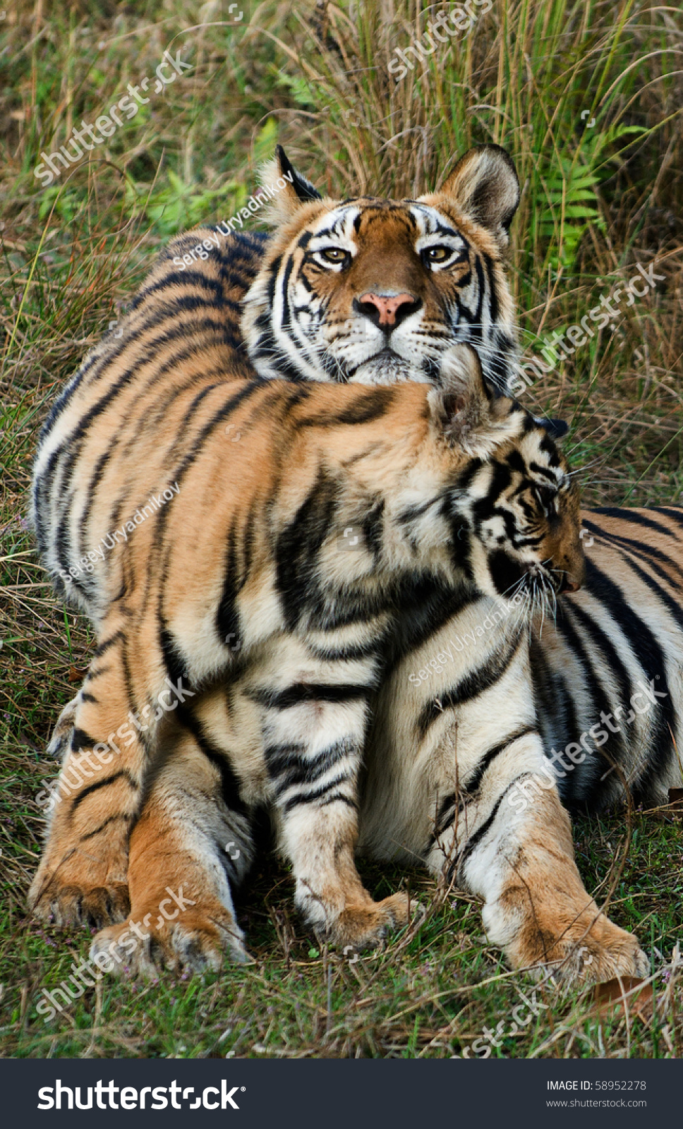 公园。母老虎一只小猫在草地上。\/母老虎和一