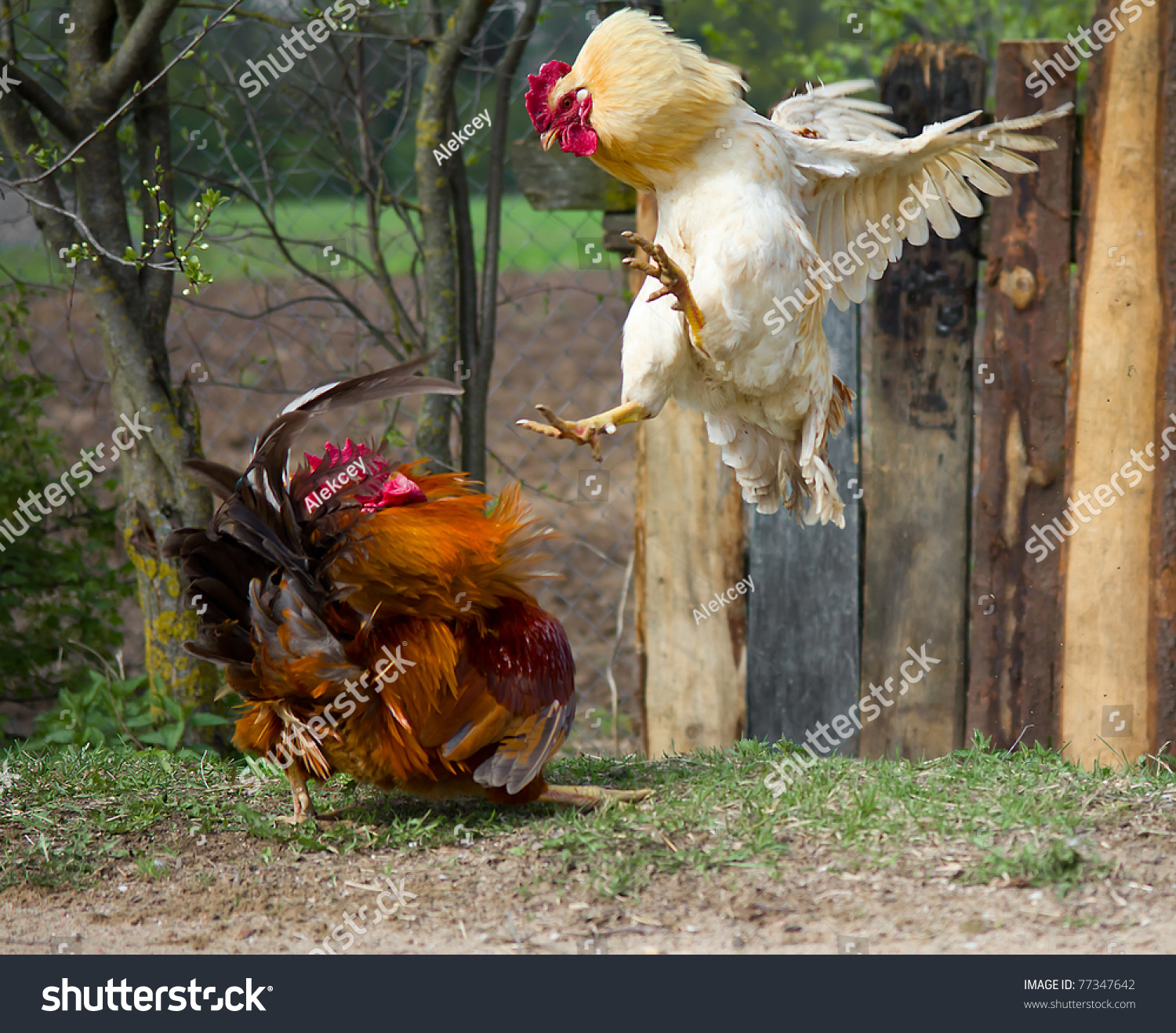 鸡打架_哔哩哔哩_bilibili