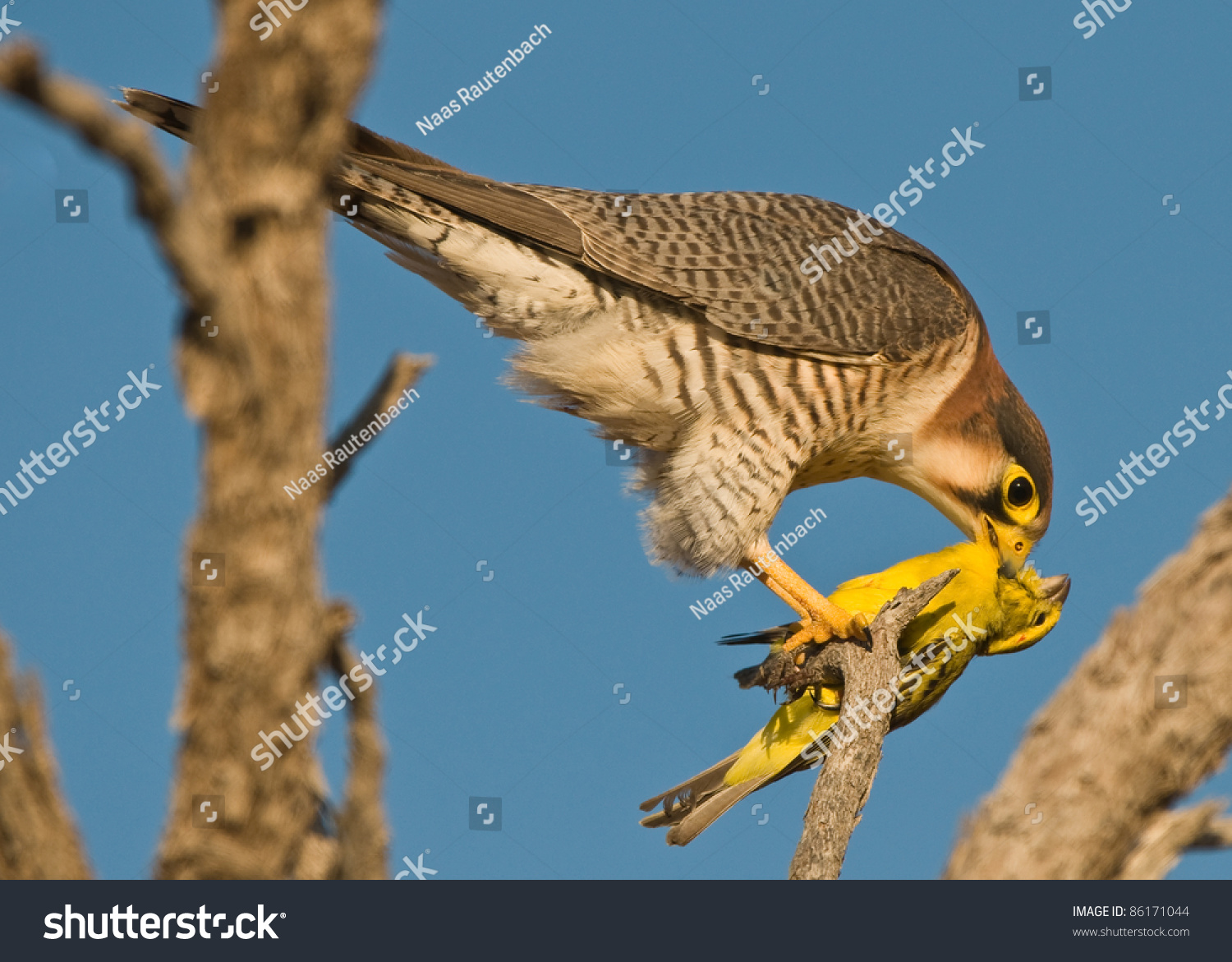 乡下人猎鹰捕食黄色金丝雀的猎物-动物\/野生生