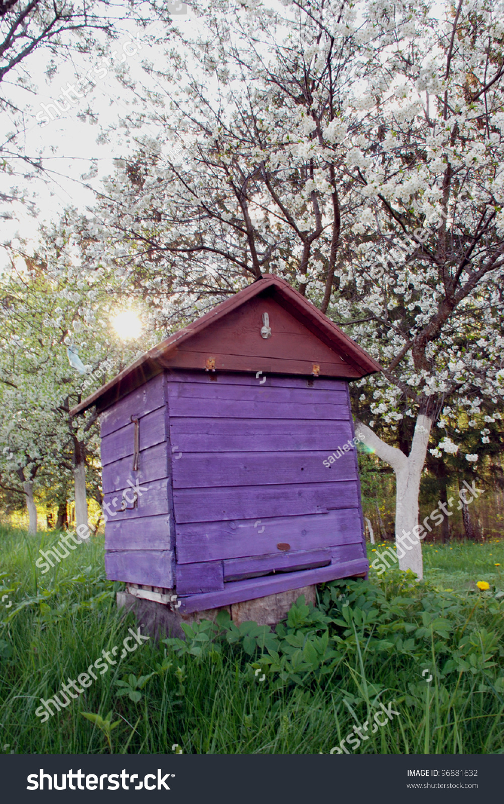 老蜜蜂的房子的盛开的樱花树下-物体,自然-海洛