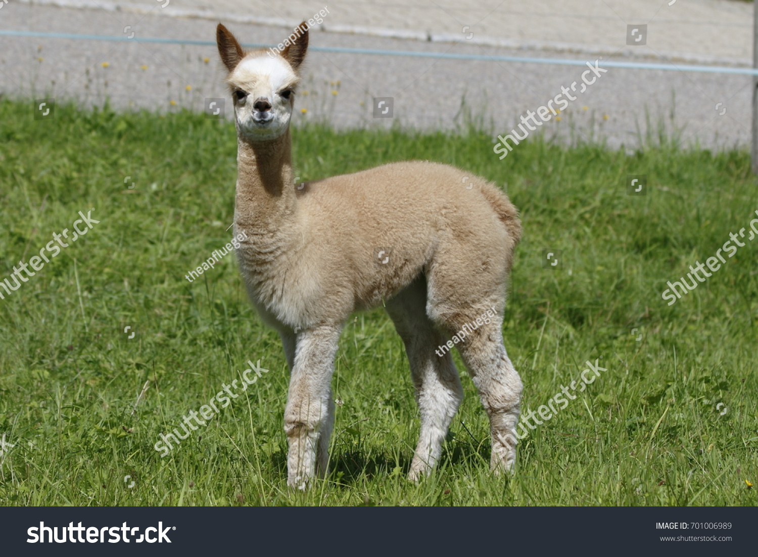 Baby Alpaca Lama Looking Into Camera Stock Photo Edit Now Baby Alpaca Lama Looking Into Camera Stock Photo Edit Now