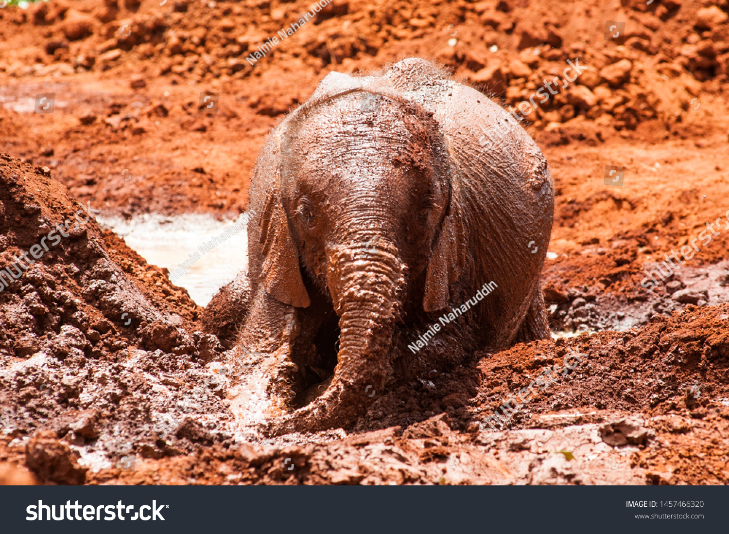 elephant dunk