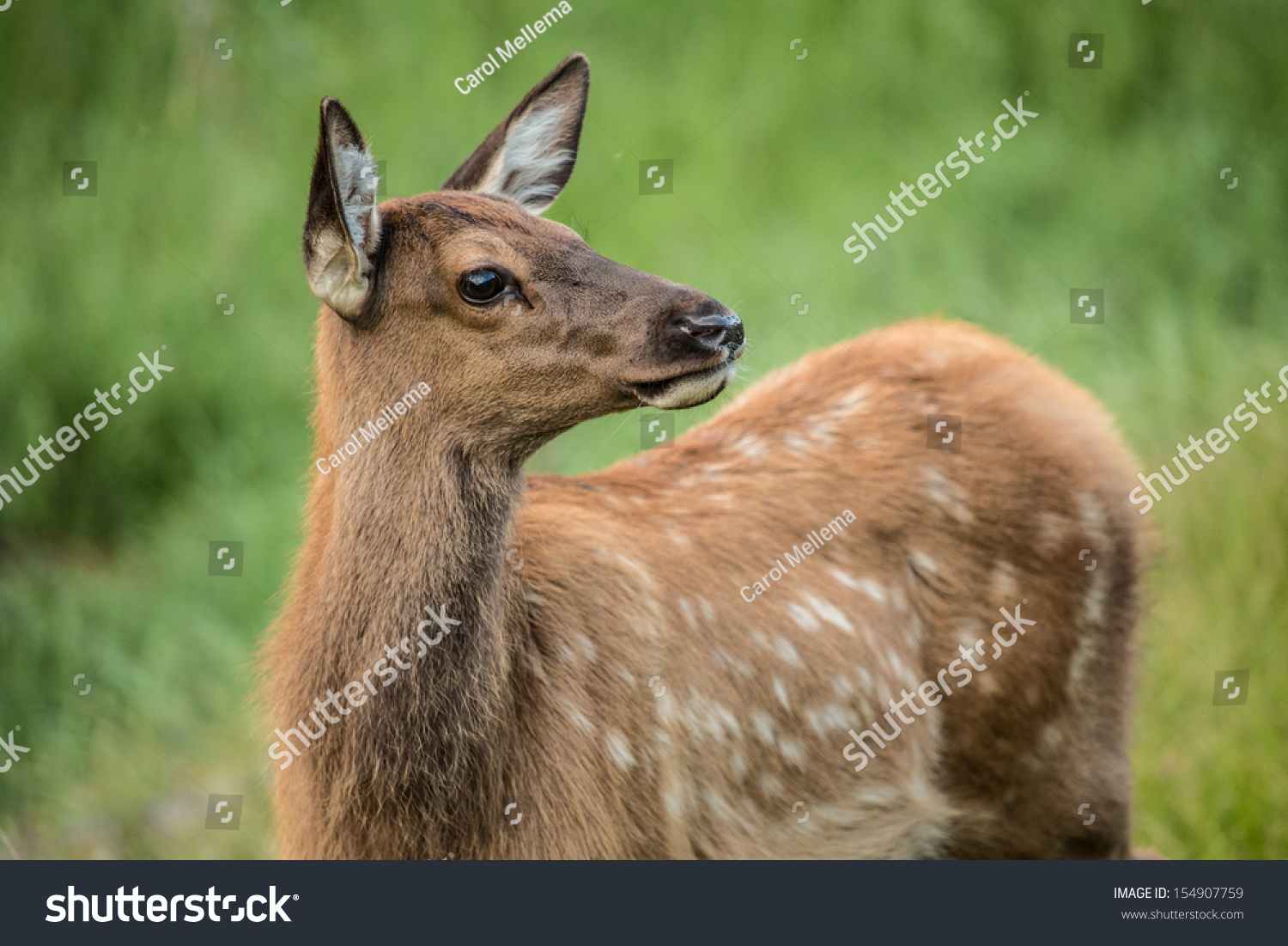 A Baby Elk In Rocky Mountain National Park Colorado Stock Photo ...