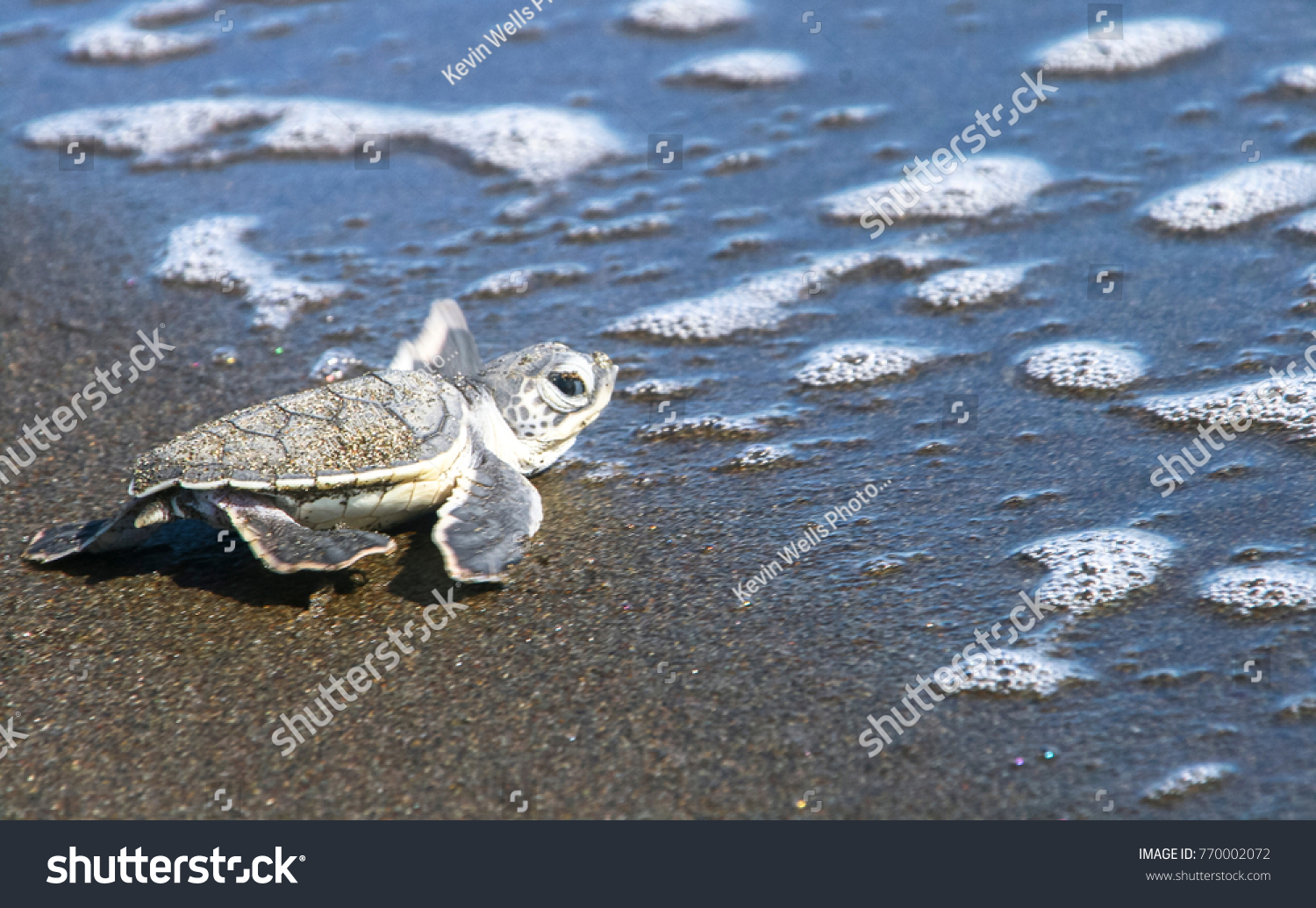 Baby Green Sea Turtle Chelonia Mydas Stock Photo (Edit Now) 770002072 ...