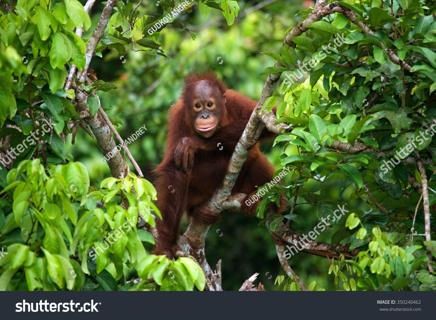 3,586 Rain forest orangutan Images, Stock Photos & Vectors | Shutterstock