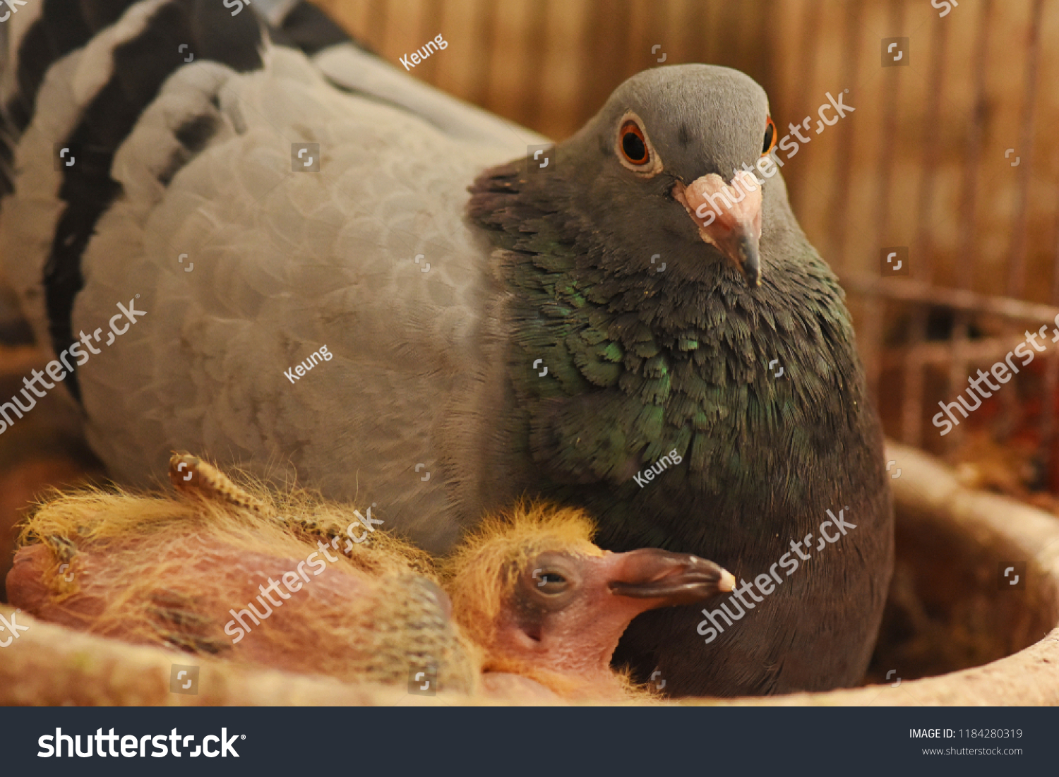 Baby Pigeon Mom Stock Photo Edit Now