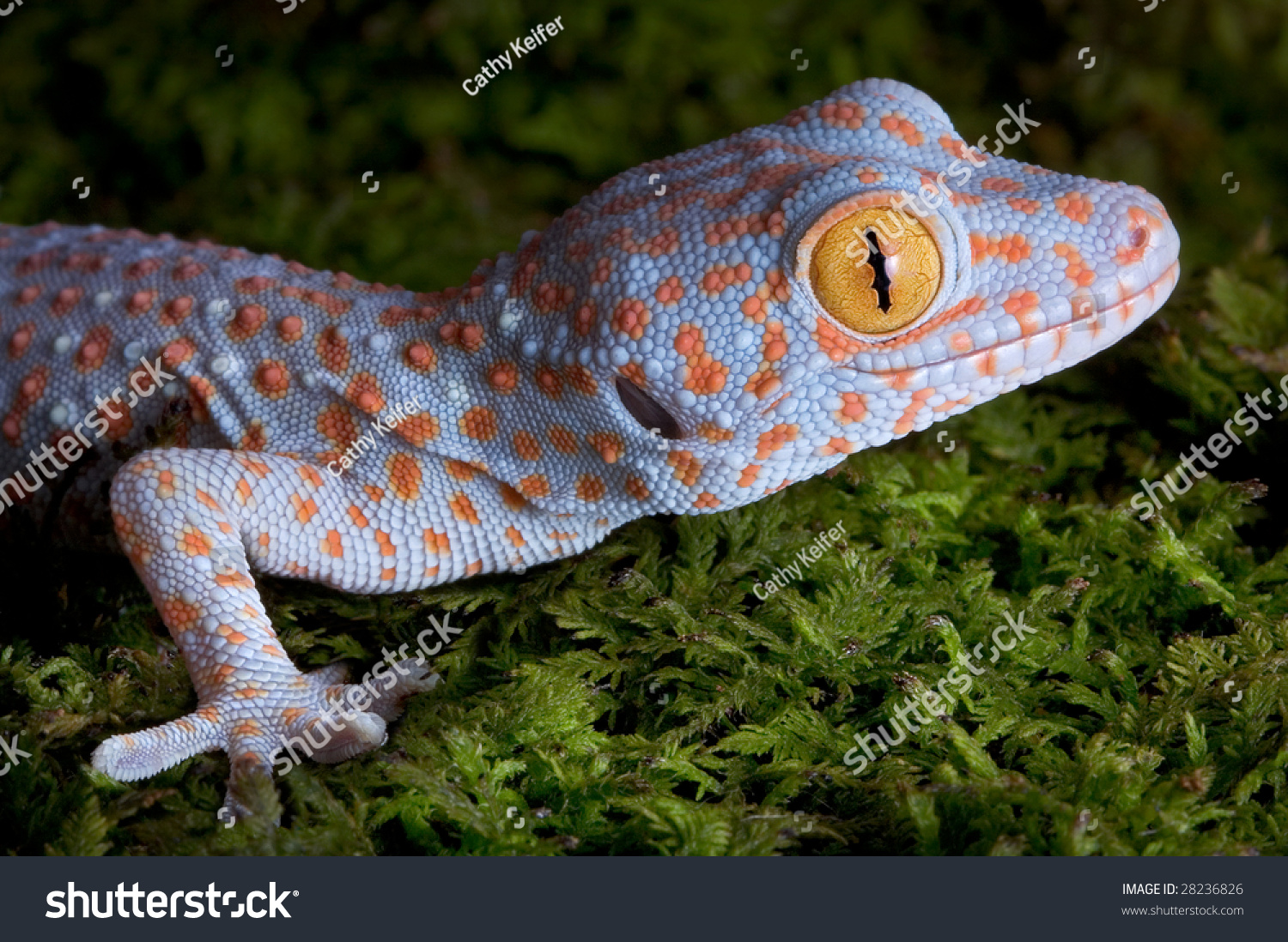 A Baby Tokay Gecko Is Sitting On Moss. Stock Photo 28236826 : Shutterstock