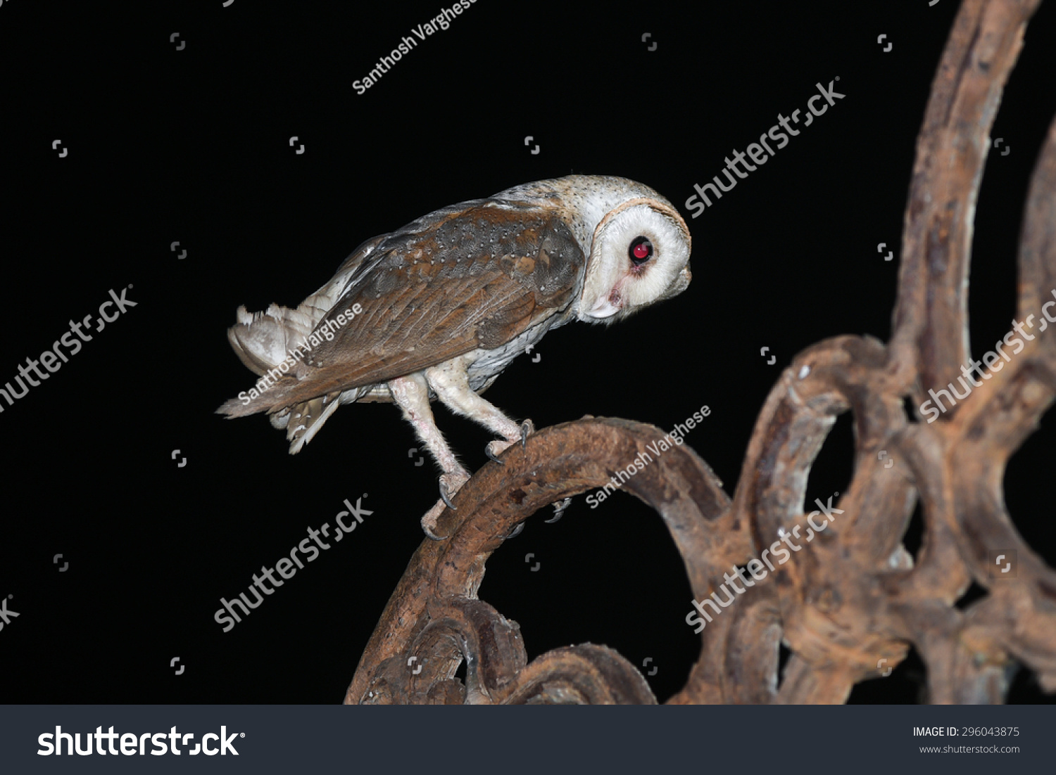 Barn Owl Isolated On Black Night Stock Photo Edit Now 296043875