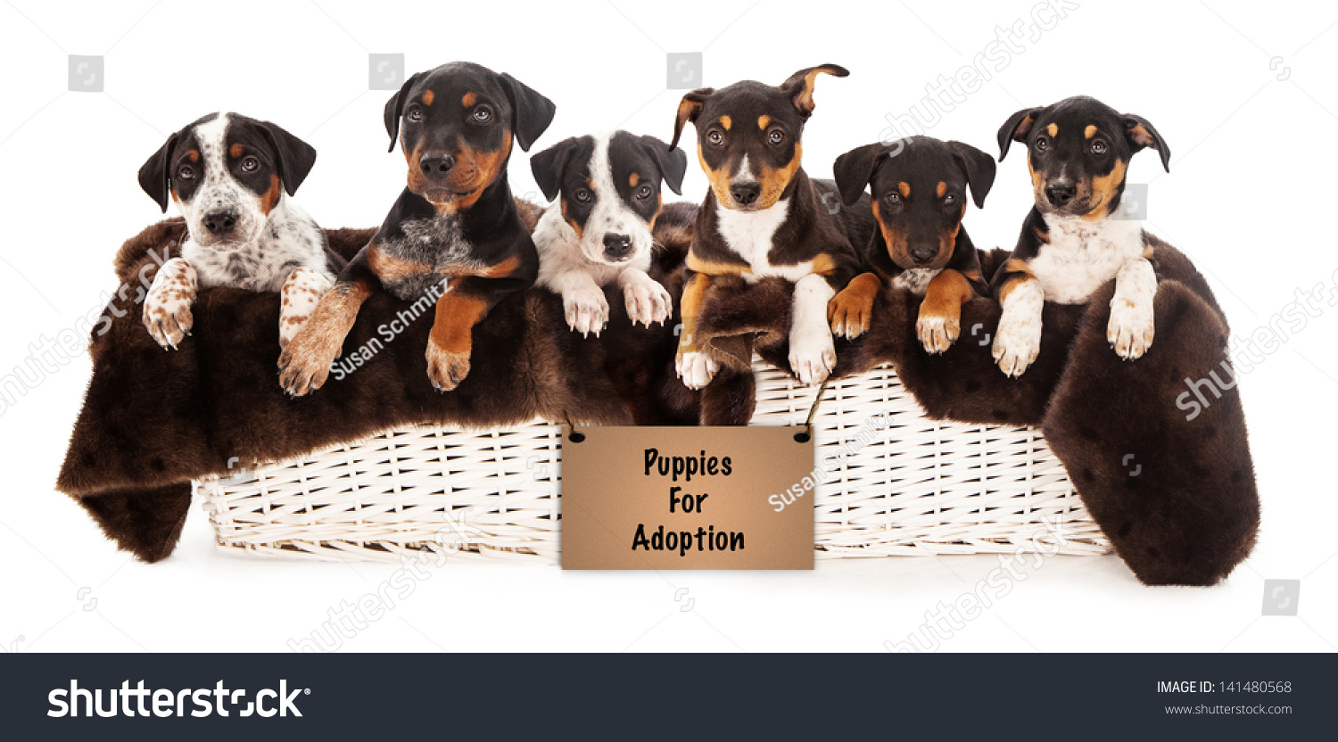 3 australian shepherd mix puppies for adoption basket six rottweiler doberman australian shepherd stock photo 3 australian shepherd mix puppies for adoption basket six rottweiler doberman australian shepherd stock photo