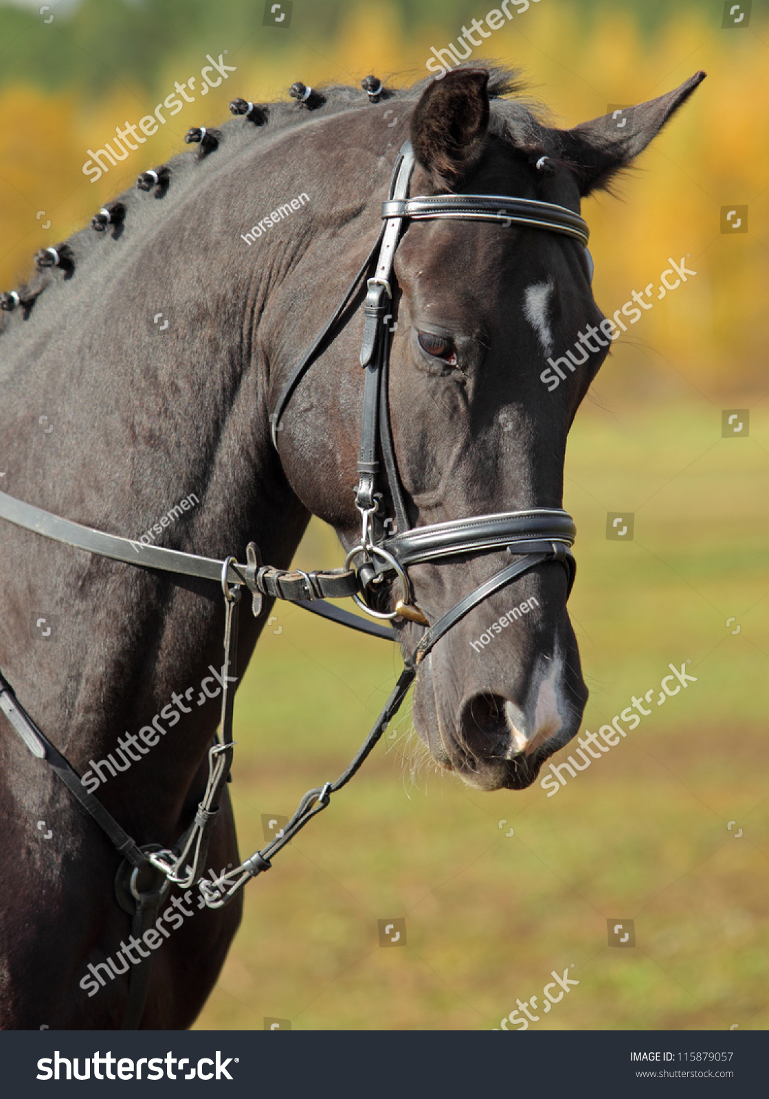 Bay Thoroughbred Horse Head Front Autumn Stock Photo 115879057 ...