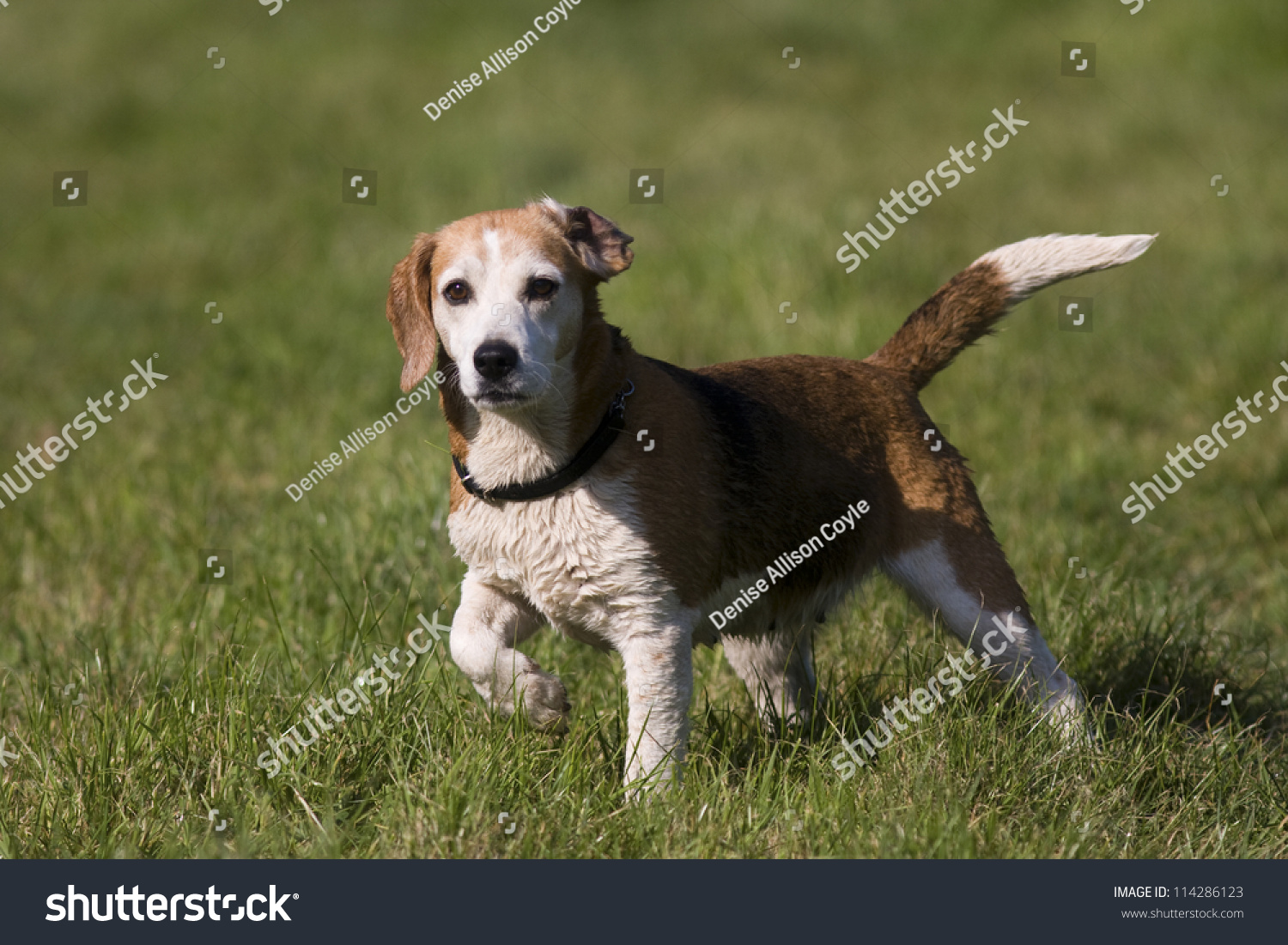 Beautiful Beagle Hound Dog Standing Tail Stock Photo 114286123 ...