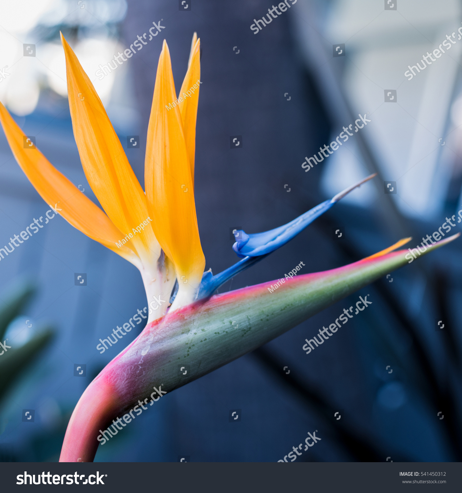 Beautiful Bird Paradise Plant Stock Photo 541450312 | Shutterstock