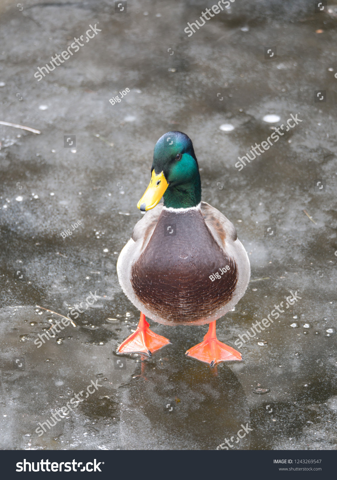 7,163 Mallard feet Images, Stock Photos & Vectors | Shutterstock