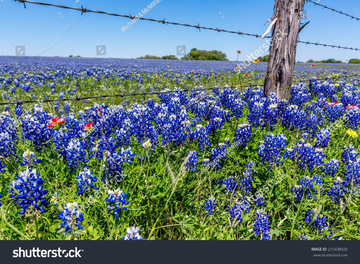 A Beautiful Field Blanketed With The Famous Texas Bluebonnet (Lupinus ...