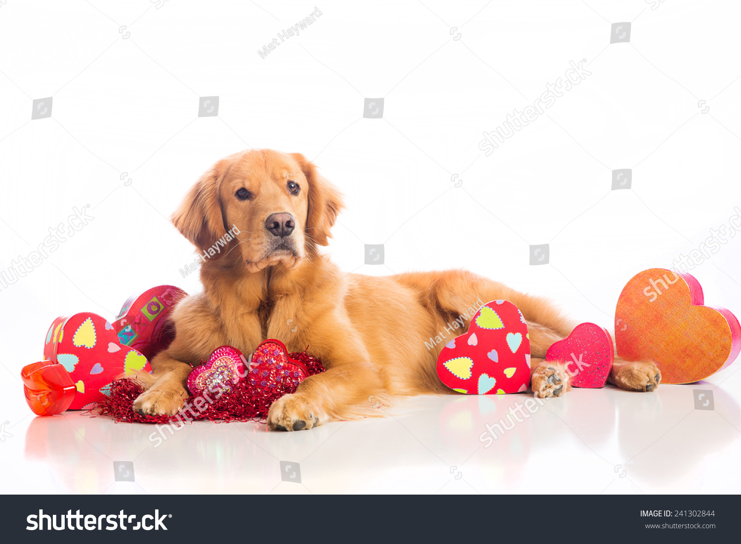 Beautiful Golden Retriever Dog Laying Down Stock Photo Edit Now