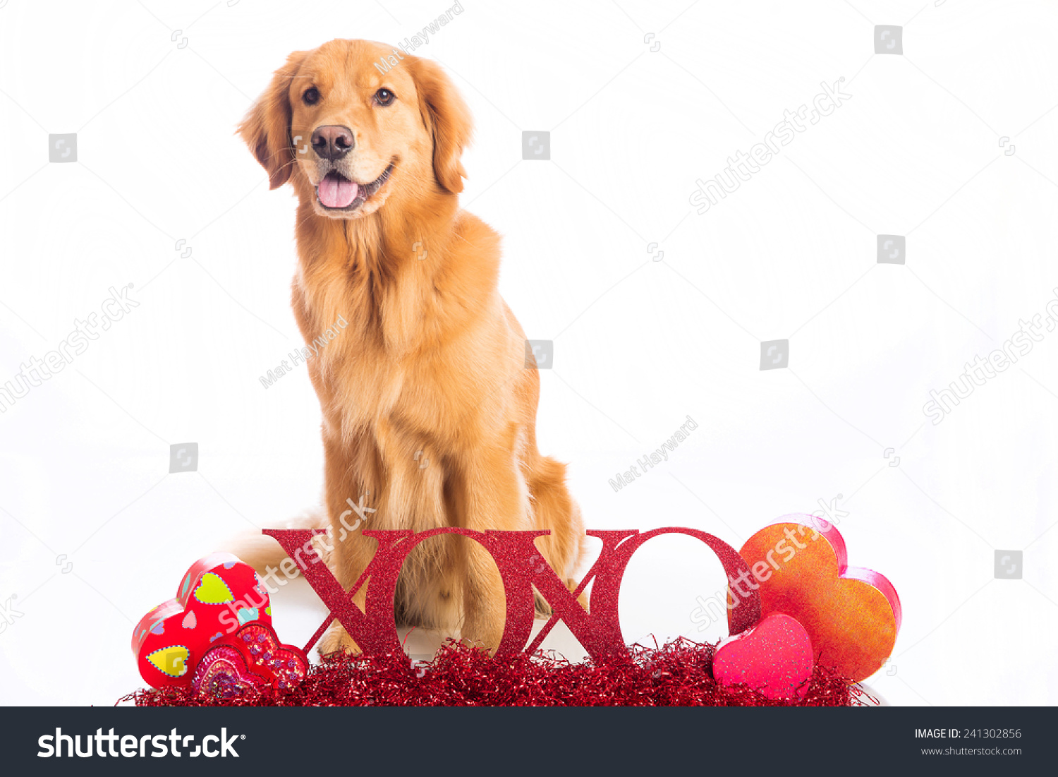 Beautiful Golden Retriever Dog Sitting Valentines Stock Photo