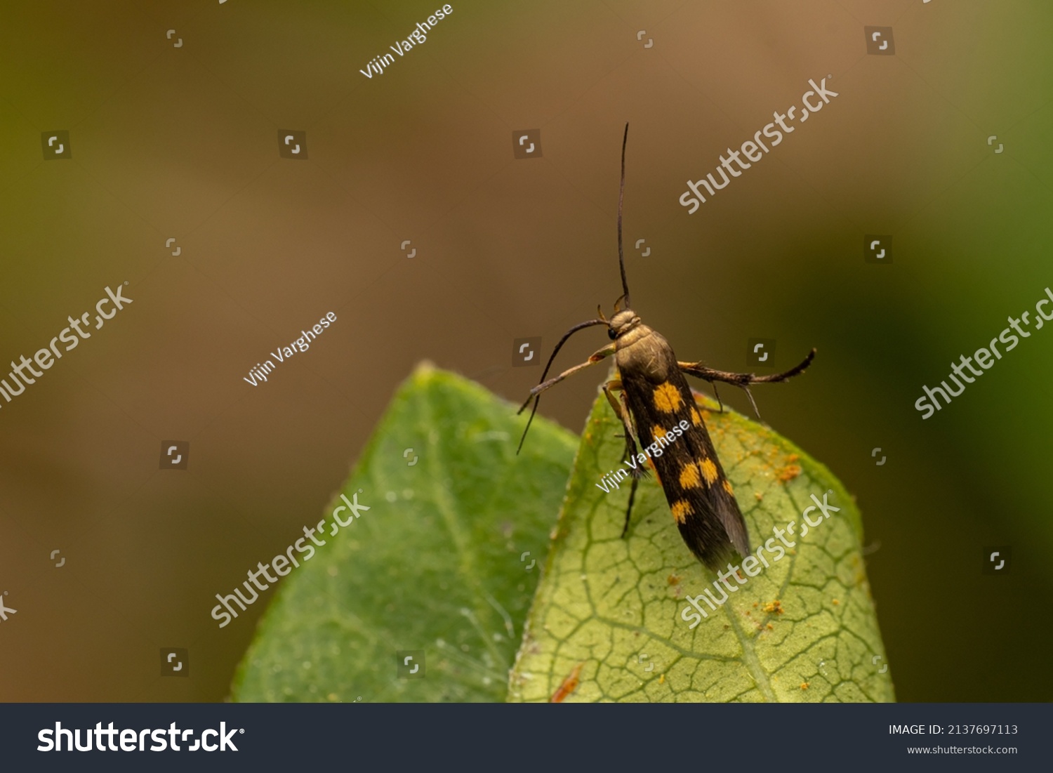 Scythrididae Images, Stock Photos & Vectors | Shutterstock