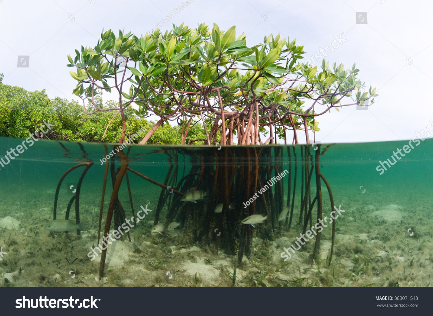 Caribbean Mangrove Images Stock Photos And Vectors Shutterstock