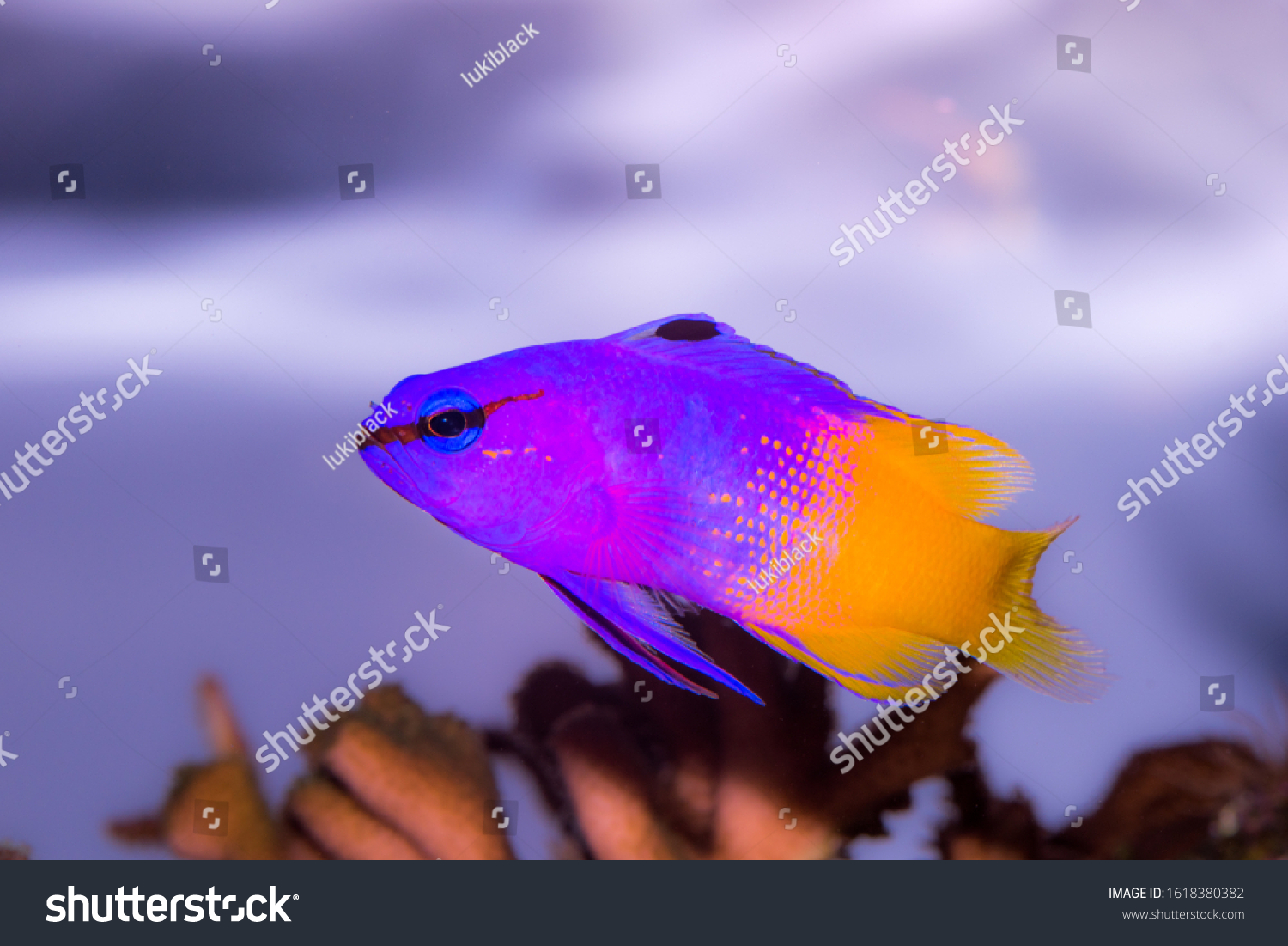 royal tropical fish
