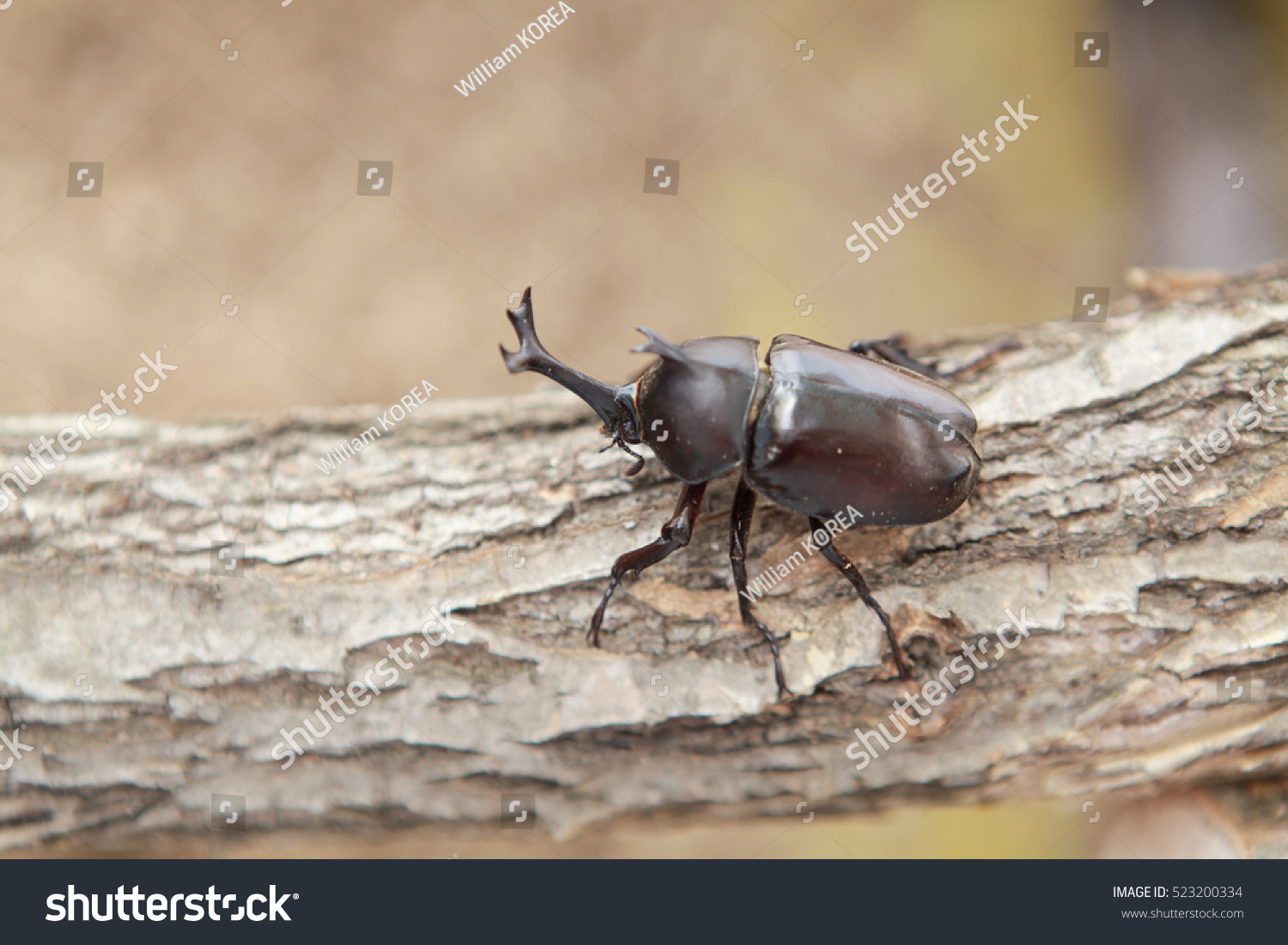 A Beetle In Korea Stock Photo 523200334 Shutterstock