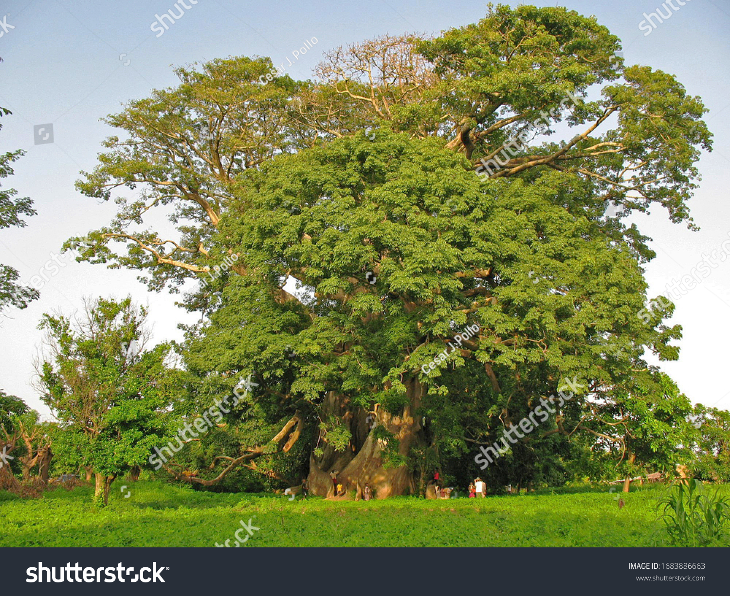 Big Ceiba Near Abene Casamance Region Stock Photo Edit Now