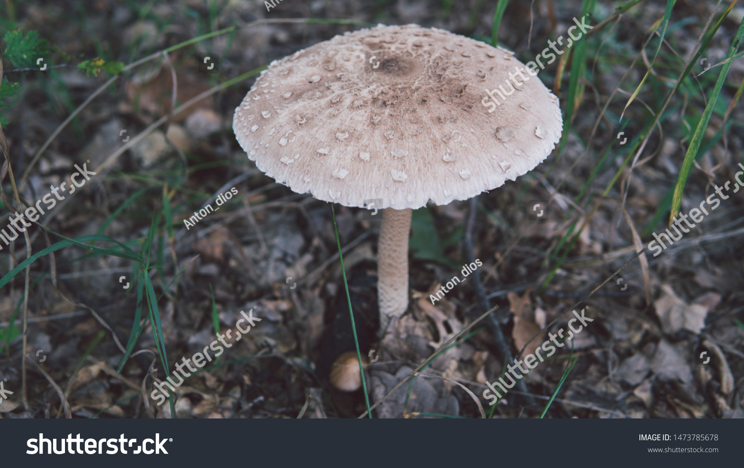 mushroom umbrella