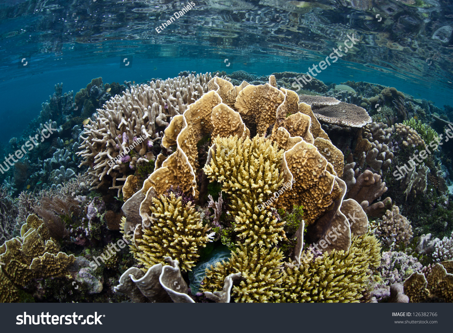 Biologically Diverse Coral Reef Grows Shallows Stock Photo 126382766 ...