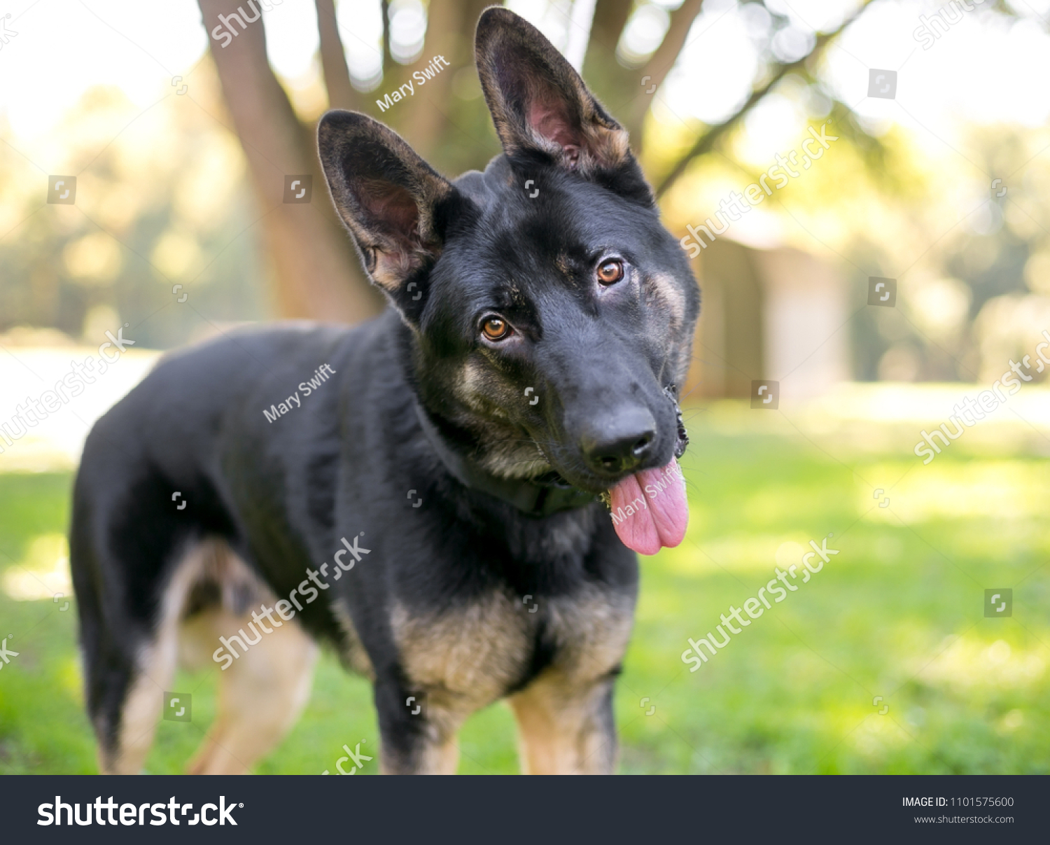black and tan german shepherd