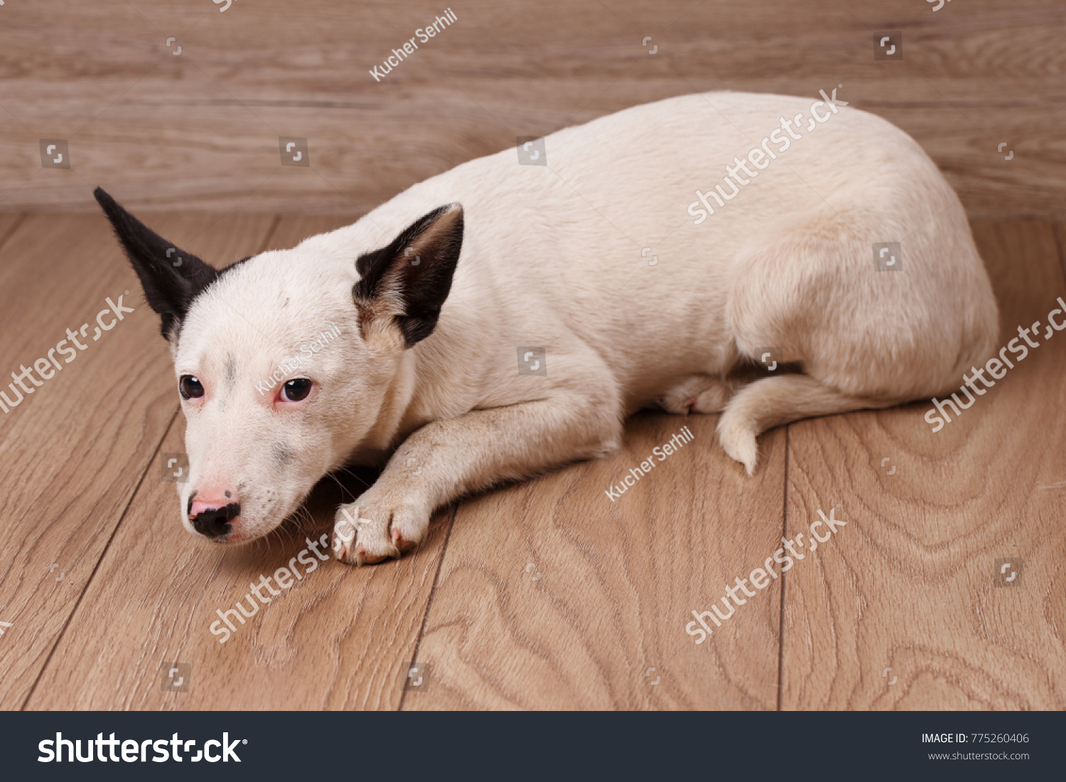 Black White Dog Waiting His Owner Stock Photo Edit Now 775260406