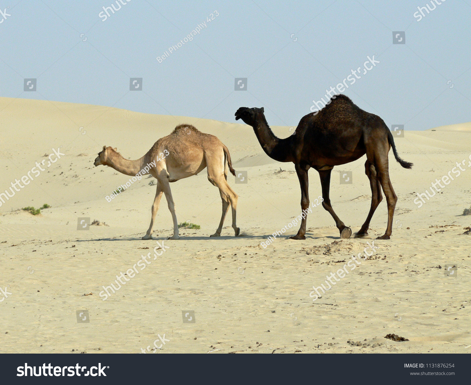 Black Camel White Camel Walking Across Stock Photo Edit Now 1131876254