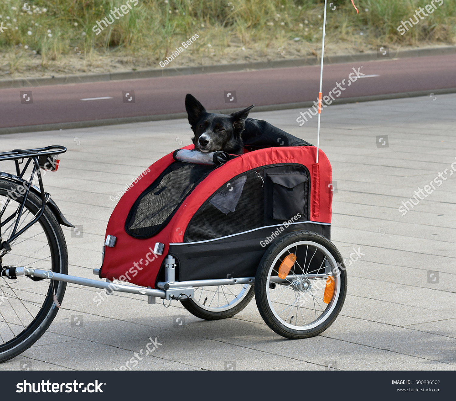 black dog bike