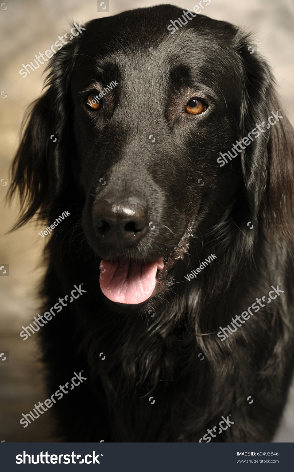 Black Labrador Tongue Sticking Out Stock Photo 69493846 