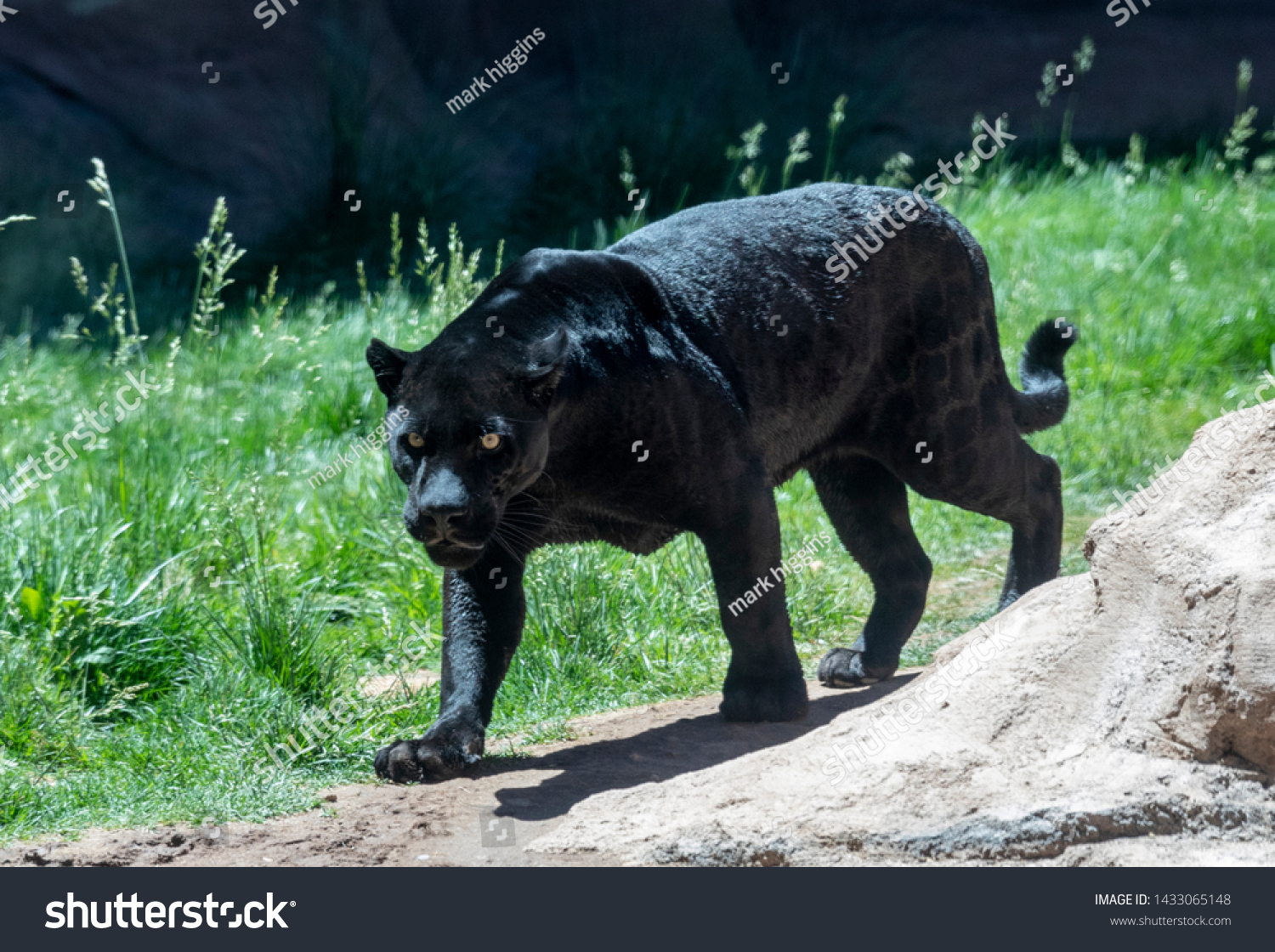 Black Panther Melanistic Color Variant Any Stock Photo Edit Now 1433065148