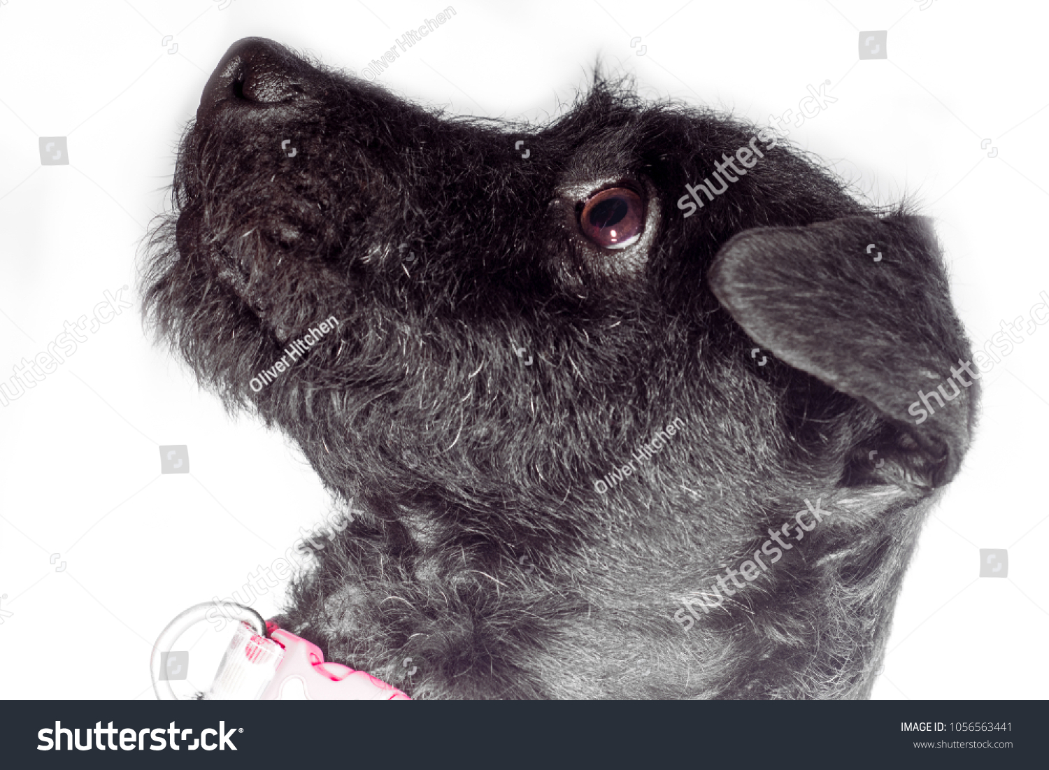 Black Patterdale Terrier Crossed Jack Russell Stock Photo Edit Now 1056563441