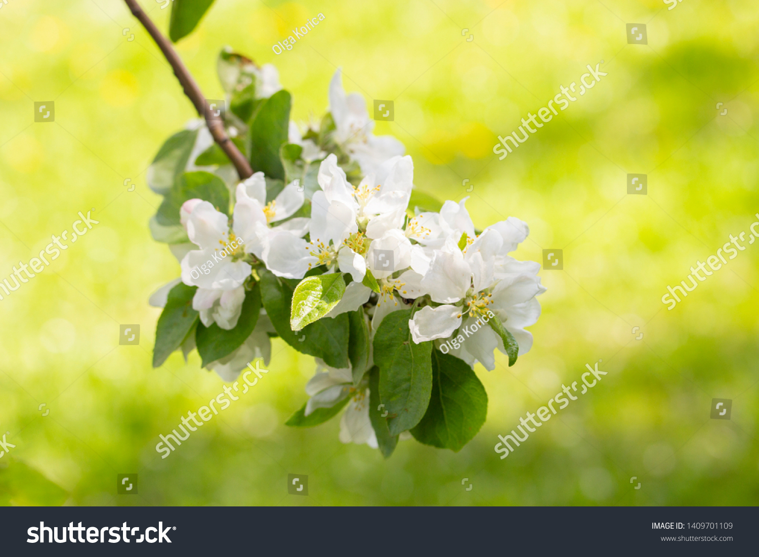 Blooming Apple Tree, Branch With White Loaves With Delicate Thin