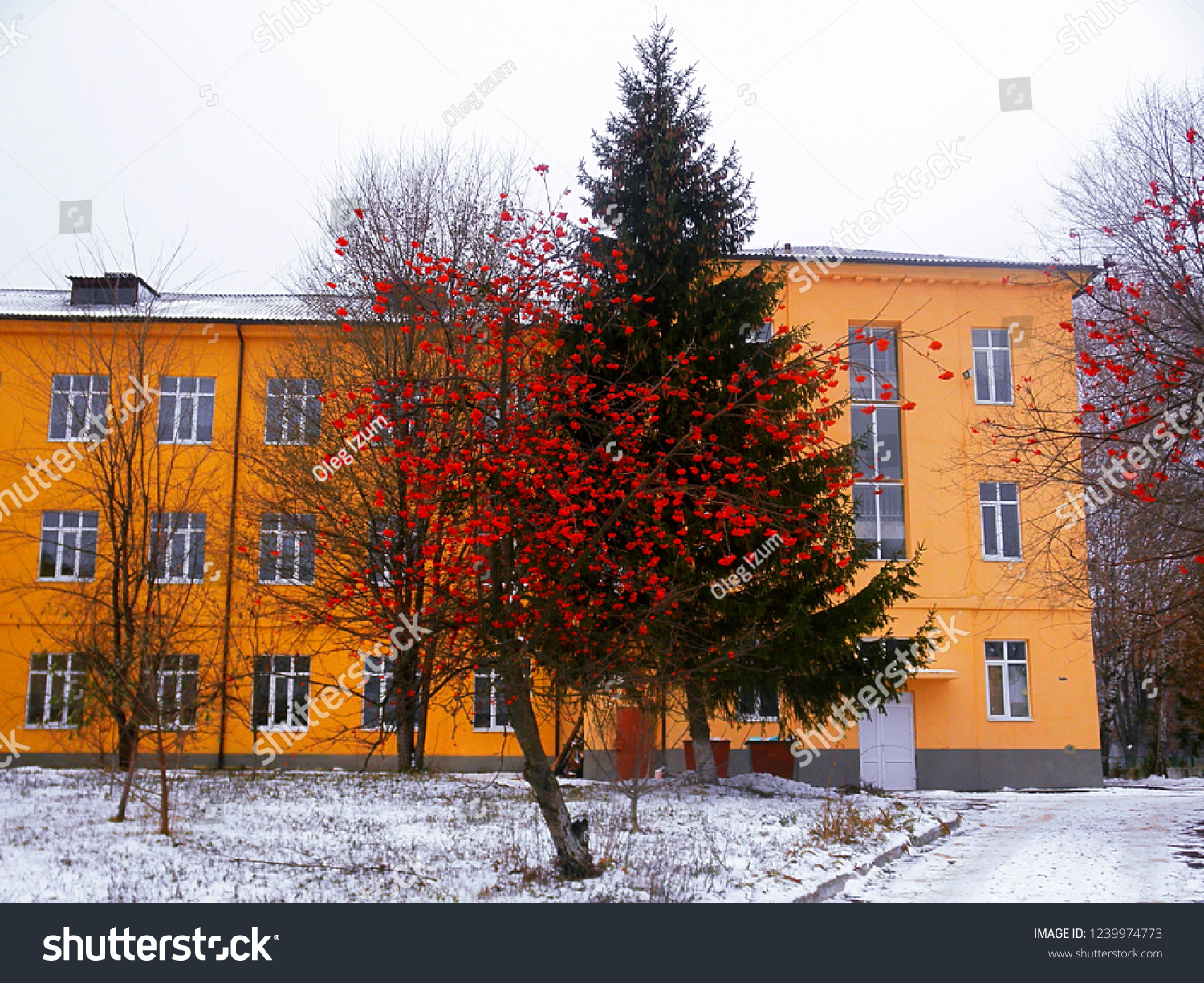 Blooming Winter Tree Against Backdrop Bright Stock Photo Edit Now 1239974773